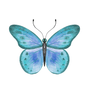 Butterfly_05